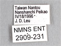 劍鳳蝶藏品圖，第3張