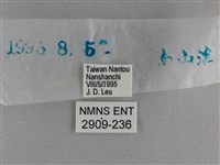 長紋黛眼蝶藏品圖，第3張
