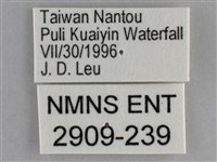 琉璃蛺蝶藏品圖，第3張
