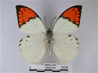 橙端粉蝶、端紅蝶藏品圖，第1張