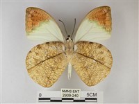 橙端粉蝶、端紅蝶藏品圖，第2張