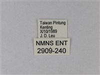 橙端粉蝶、端紅蝶藏品圖，第3張