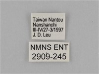 異紋紫斑蝶藏品圖，第3張