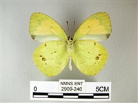 異粉蝶、雌白黃蝶藏品圖，第2張