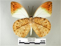 橙端粉蝶、端紅蝶藏品圖，第2張