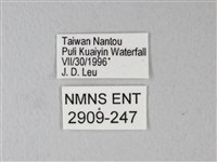 橙端粉蝶、端紅蝶藏品圖，第3張