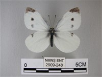 白粉蝶、紋白蝶藏品圖，第1張