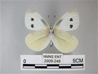 白粉蝶、紋白蝶藏品圖，第2張