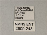 白粉蝶、紋白蝶藏品圖，第3張