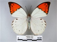 橙端粉蝶、端紅蝶藏品圖，第1張