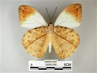 橙端粉蝶、端紅蝶藏品圖，第2張