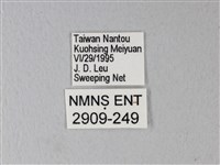 橙端粉蝶、端紅蝶藏品圖，第3張