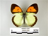 異粉蝶、雌白黃蝶藏品圖，第1張