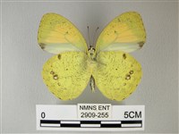 異粉蝶、雌白黃蝶藏品圖，第2張