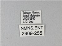 異粉蝶、雌白黃蝶藏品圖，第3張