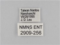 密紋波眼蝶藏品圖，第3張