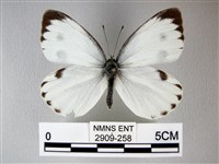 緣點白粉蝶藏品圖，第1張