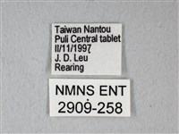 緣點白粉蝶藏品圖，第3張