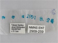 大幽眼蝶藏品圖，第3張