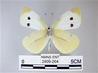 白粉蝶、紋白蝶藏品圖，第2張