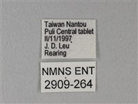 白粉蝶、紋白蝶藏品圖，第3張