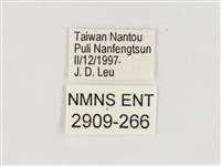 淺色眉眼蝶藏品圖，第3張