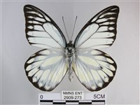 鋸粉蝶藏品圖，第1張