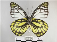 鋸粉蝶藏品圖，第2張