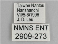 鋸粉蝶藏品圖，第3張