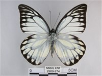 鋸粉蝶藏品圖，第1張