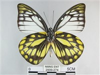 鋸粉蝶藏品圖，第2張