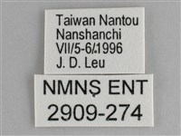 鋸粉蝶藏品圖，第3張