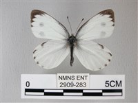 緣點白粉蝶藏品圖，第1張