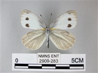 緣點白粉蝶藏品圖，第2張