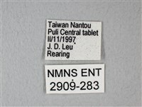 緣點白粉蝶藏品圖，第3張