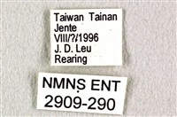 花鳳蝶、無尾鳳蝶藏品圖，第3張