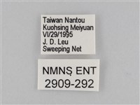 褐翅蔭眼蝶藏品圖，第3張