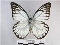 鋸粉蝶藏品圖，第1張