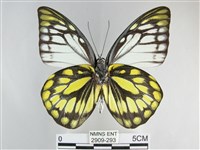 鋸粉蝶藏品圖，第2張