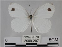 纖粉蝶藏品圖，第1張