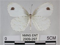 纖粉蝶藏品圖，第2張