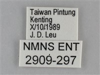 纖粉蝶藏品圖，第3張