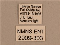 背線天蛾藏品圖，第3張