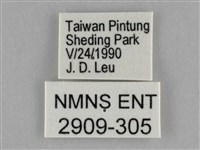 細波遷粉蝶藏品圖，第3張