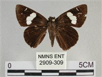 曲紋袖弄蝶藏品圖，第1張