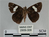 曲紋袖弄蝶藏品圖，第2張