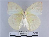 遷粉蝶、淡黃蝶藏品圖，第2張