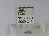 靛色琉灰蝶藏品圖，第3張