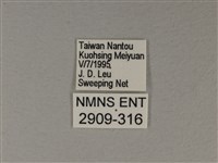 苧麻細蝶藏品圖，第3張