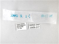綠弄蝶藏品圖，第3張
